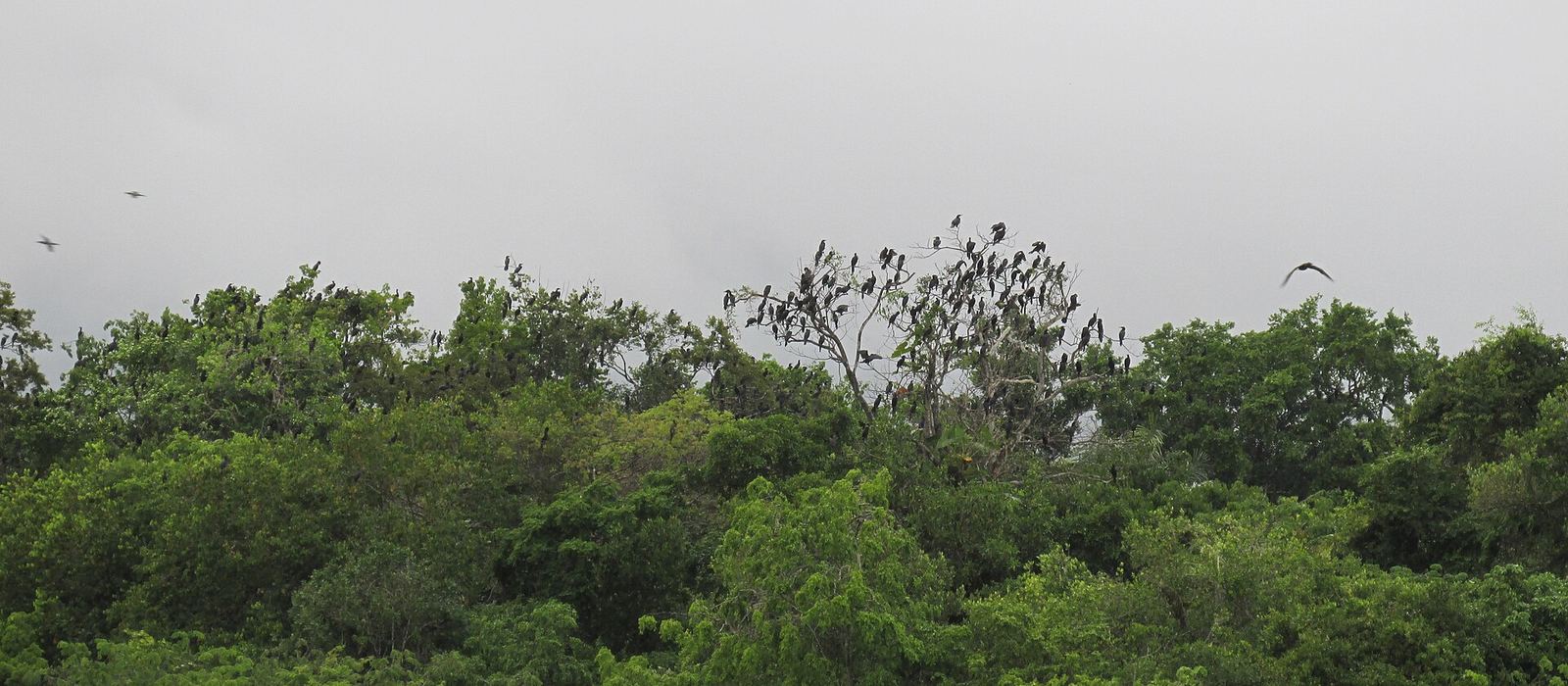 Paisagem de Coari