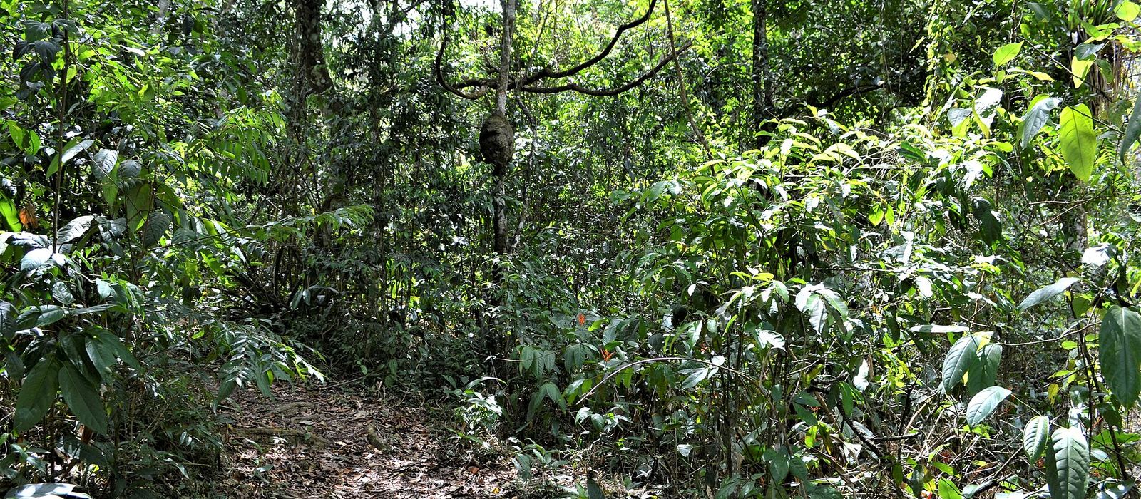 Paisagem de Baturité