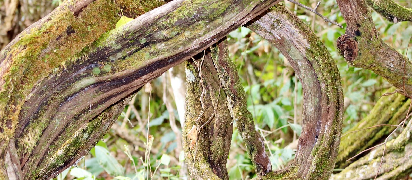 Paisagem de Pirenópolis