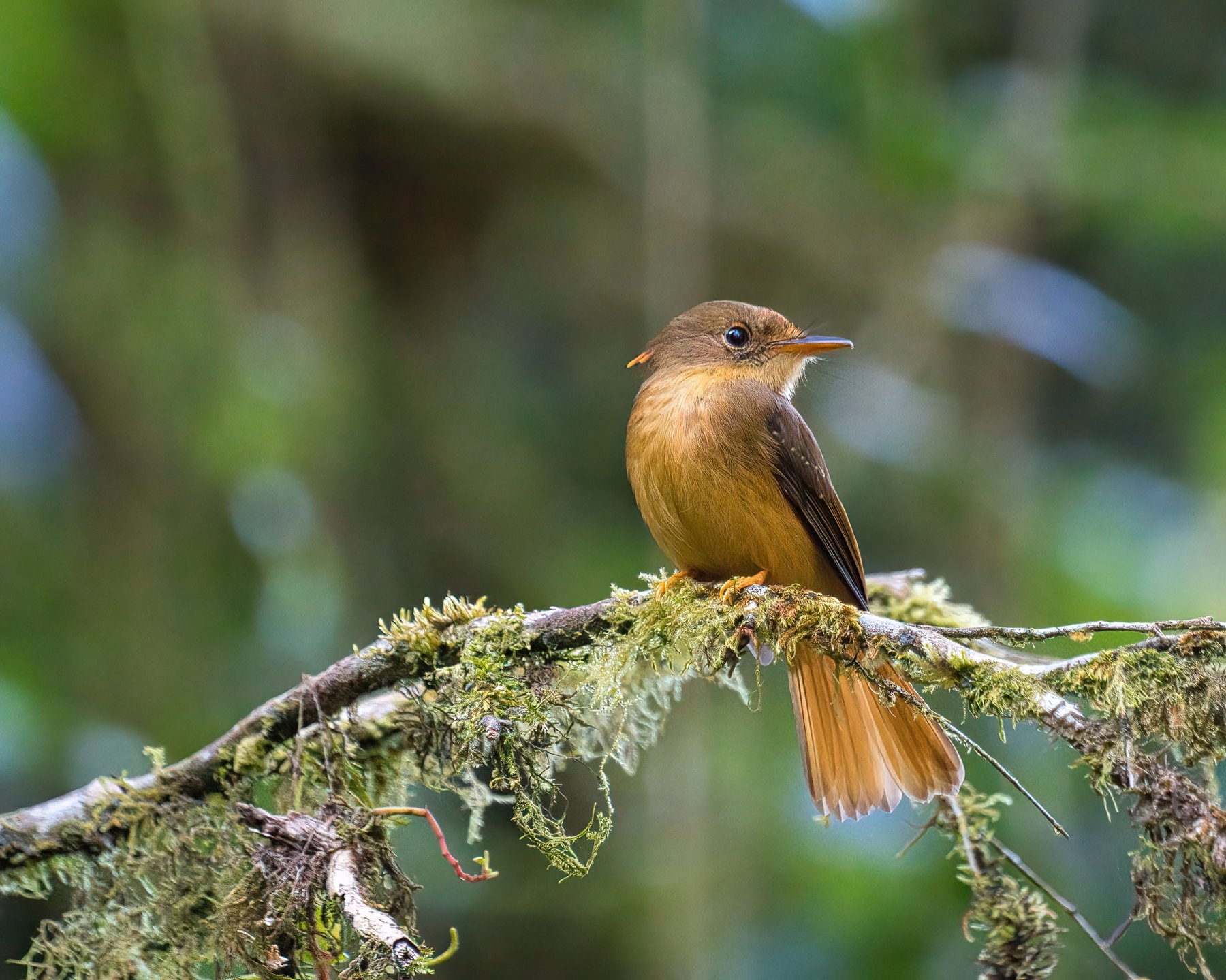 Parque Nacional Guaricana